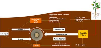 Diversity, mechanisms and beneficial features of phosphate-solubilizing Streptomyces in sustainable agriculture: A review